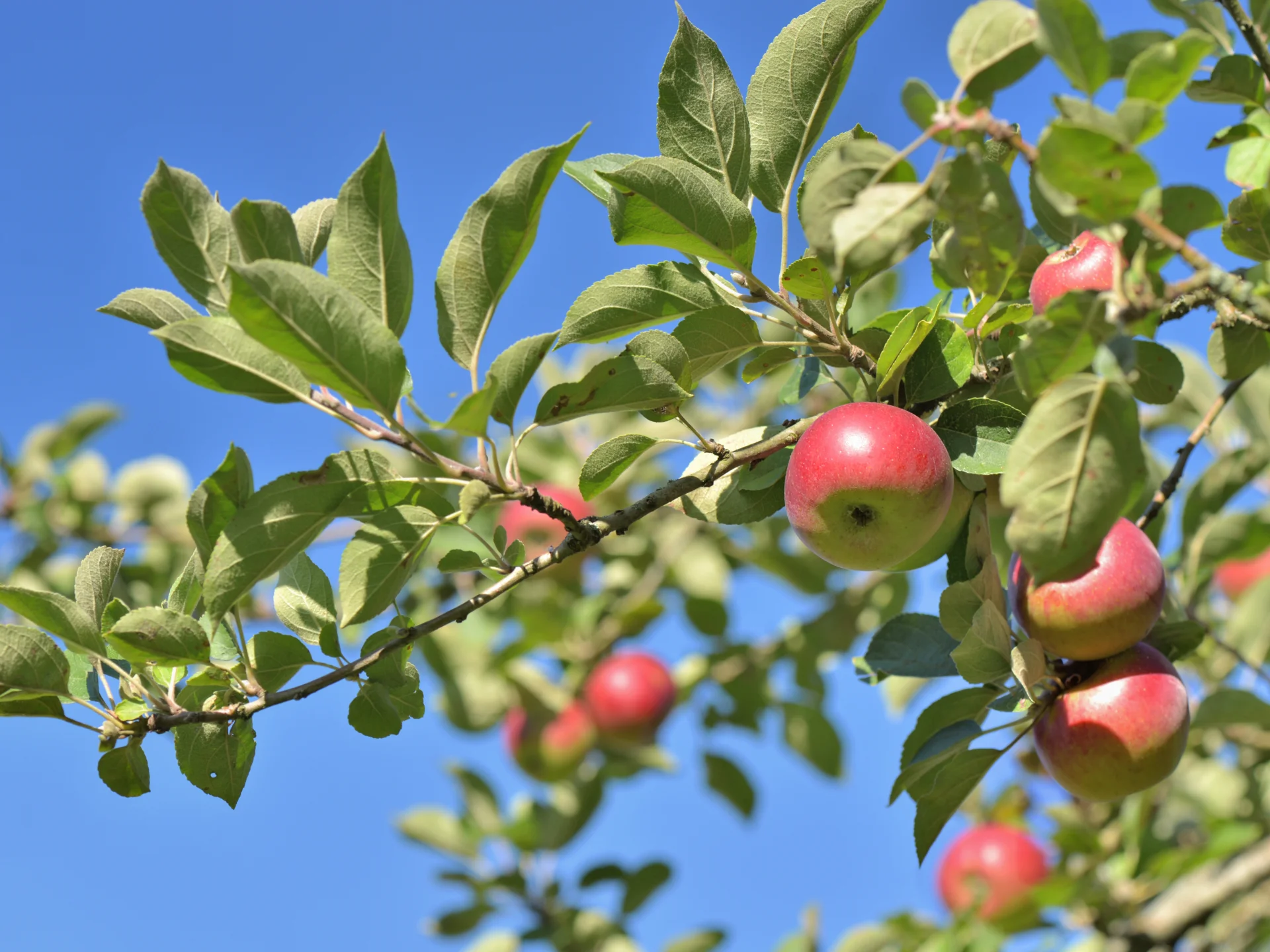 Rote Äpfel hängen an einem Apfelbaum vor blauem Himmel. Das Bild steht für regionale Produkte und die Arbeit der Obst- und Gemüsevermarktungsgenossenschaften in Weser-Ems.