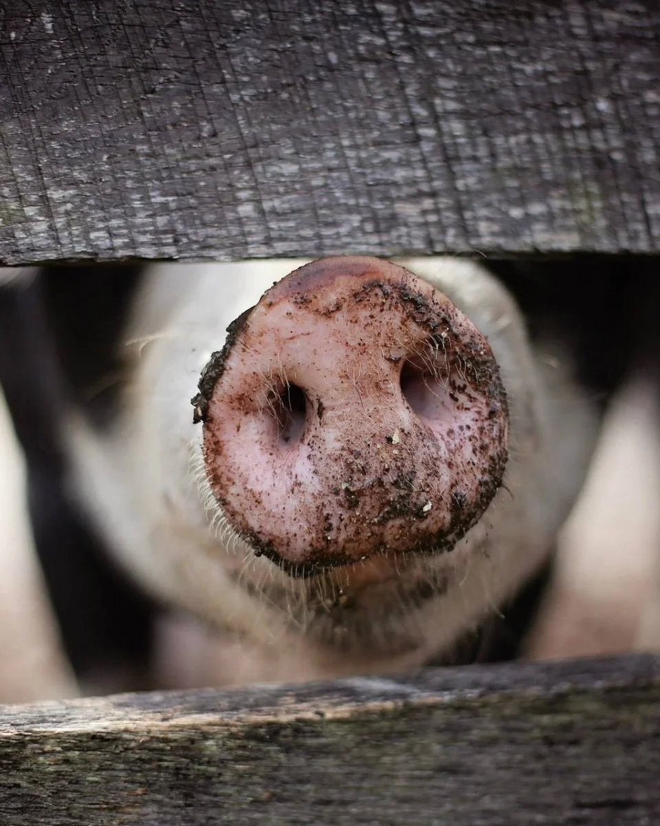 Nahaufnahme einer Schweineschnauze hinter einem Holzzaun. Das Bild steht für Viehhaltung und die Arbeit der Viehvermarktungsgenossenschaften in Weser-Ems.