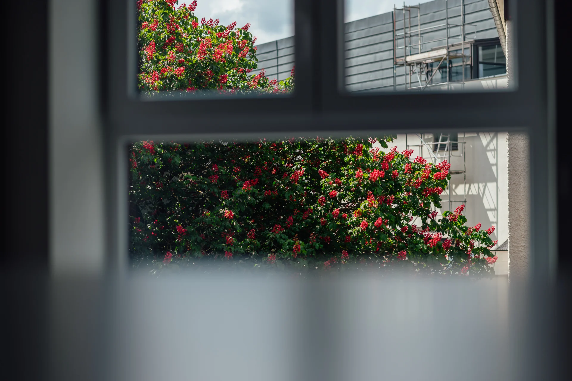 Blick durch ein Fenster auf blühende rote Sträucher und ein Gebäude mit Gerüst. Das Bild steht für Nachhaltigkeit und Veränderung im Kontext der Beratung von Genossenschaftsbanken.