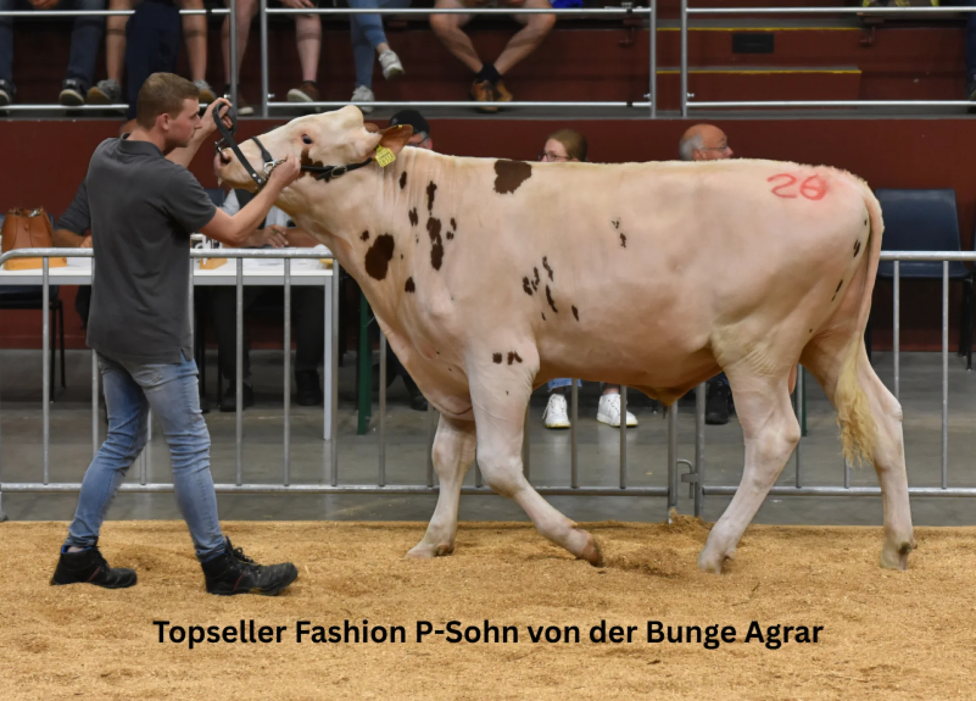 Topseller in Osnabrück P-Sohn von der Bunge Agrar wird für 6.000 Euro veräußert